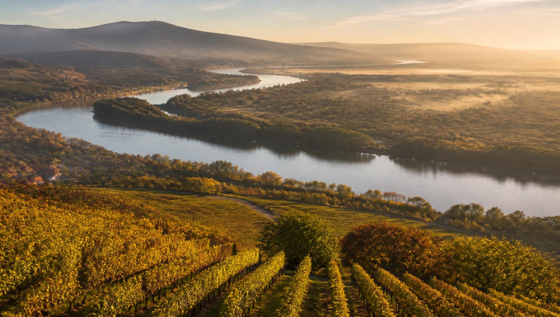 Tokaji szőlőhegy aranyló őszi fényben